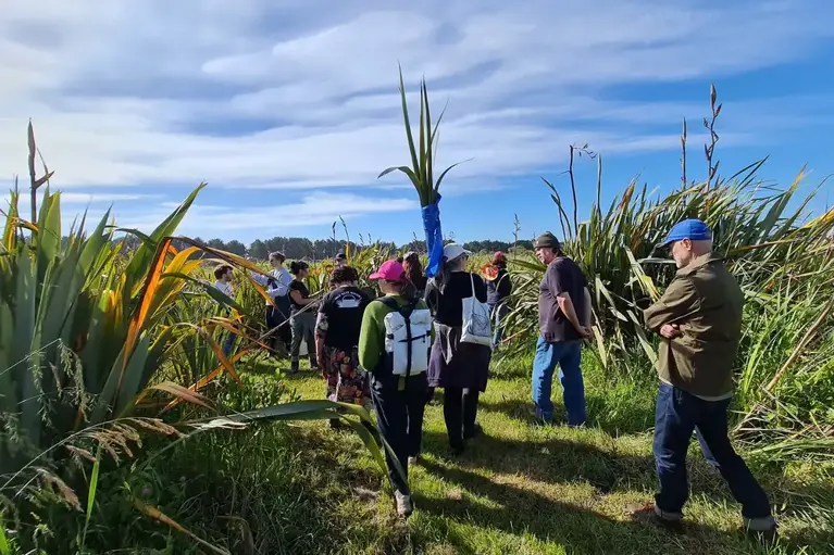 Research hıkoi and harakeke harvest